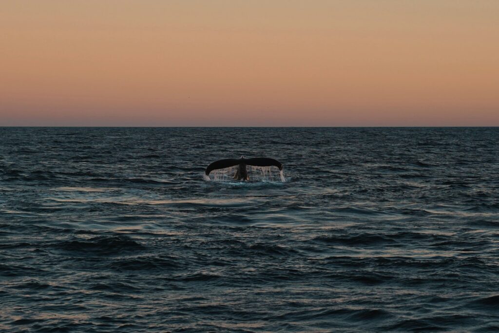 Whale tail diving into the ocean at sunset